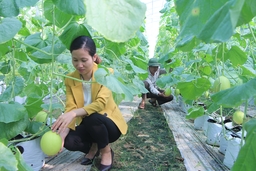 Thị trấn Vạn Hà: Áp dụng sản xuất nông nghiệp theo hướng công nghệ cao