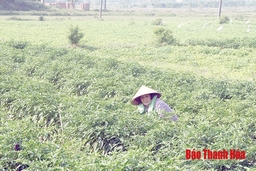 45 ha cây trồng vụ đông xã Phú Lộc bị thiệt hại