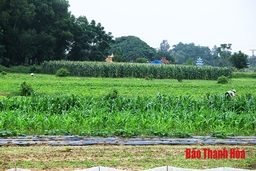Vùng trồng cây màu xã Hoằng Thắng đạt giá trị hơn 200 triệu đồng/ha/năm