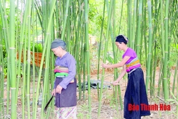 Phát triển sản xuất, kinh doanh tre, luồng bền vững