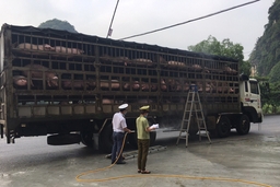 Kiểm soát, lưu thông vận chuyển động vật còn nhiều khó khăn