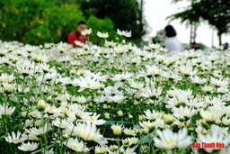 Dịu dàng mùa cúc họa mi
