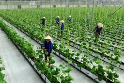Đẩy mạnh liên kết kinh tế giữa doanh nghiệp với hộ nông dân trong chế biến, tiêu thụ nông sản ở khu vực đồng bằng