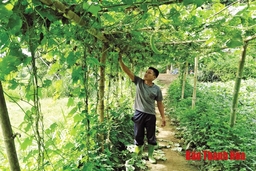 Tái cơ cấu ngành nông nghiệp gắn với xây dựng nông thôn mới