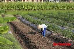 HTX nông nghiệp Phú Lộc phát triển sản xuất gắn với tiêu thụ sản phẩm