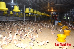 Xã Tuy Lộc phát triển sản xuất gắn với xây dựng nông thôn mới