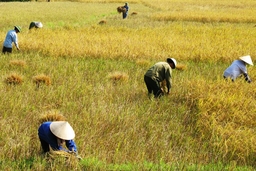 Hỗ trợ cho các địa phương thực hiện chính sách bảo vệ và phát triển đất trồng lúa trên địa bàn tỉnh năm 2019