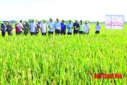 Phát triển vùng sản xuất hạt giống