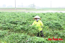 Huyện Nông Cống tập trung trồng, chăm sóc cây vụ đông