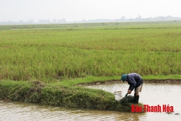 Để đồng ruộng không bị bỏ hoang