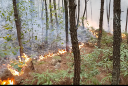 Đốt trước vật liệu cháy có kiểm soát dưới tán rừng thông: Giảm nguy cơ tiềm ẩn gây cháy rừng