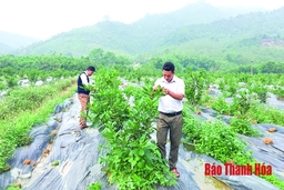 Huyện Như Xuân chú trọng giảm nghèo gắn với xây dựng nông thôn mới