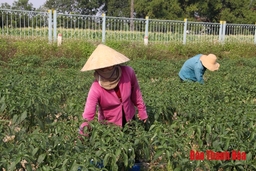 Đảng bộ huyện Hậu Lộc xây dựng kế hoạch, tập trung cho công tác chuẩn bị