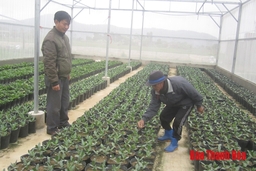 Xã Hòa Lộc phát triển sản xuất gắn với xây dựng xã nông thôn mới nâng cao