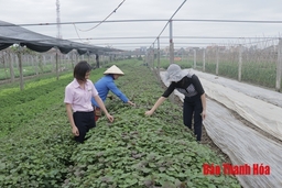 Huyện Thiệu Hóa chú trọng phát triển vùng chuyên canh sản xuất nông nghiệp
