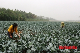 Nông dân tất bật chăm sóc rau màu phục vụ Tết