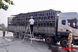 Tăng cường kiểm tra, kiểm soát chống buôn bán, vận chuyển lợn, sản phẩm từ lợn