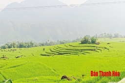 Tín hiệu vui từ mô hình thâm canh lúa cải tiến SRI tại huyện Bá Thước