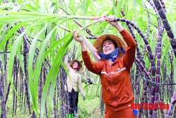 Hỗ trợ phát triển sản xuất trong xây dựng nông thôn mới