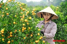 Làng quất cảnh nhộn nhịp vào Tết
