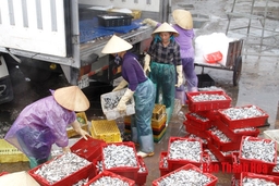 Sản lượng khai thác và nuôi trồng thủy sản huyện Tĩnh Gia đạt 36.349 tấn