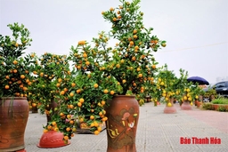 Quất “Bonsai” đắt hàng dịp Tết