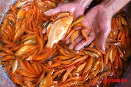 Nhộn nhịp làng nuôi cá Chép phục vụ Tết ông Công ông Táo