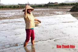 Huyện Nông Cống phấn đấu gieo trồng 10.200 ha lúa đông xuân