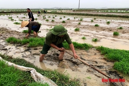 Xuống đồng đầu năm