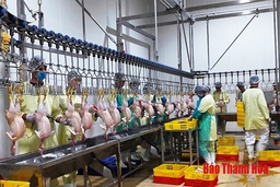 Gỡ khó cho các cơ sở giết mổ động vật tập trung