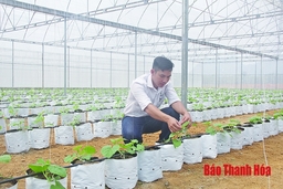 Phát triển HTX nông nghiệp theo hướng chuỗi giá trị