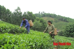 Sắc xuân trên vùng chè Bình Sơn