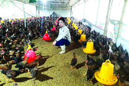 Huyện Cẩm Thủy xây dựng các mô hình sản xuất nông nghiệp hiệu quả