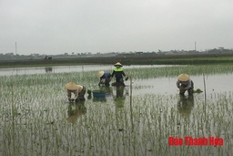 Những người đi cấy lấy công