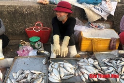 Những phiên khúc cá mòi