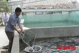 Thị trấn Tân Phong phát triển nghề nuôi cá giống