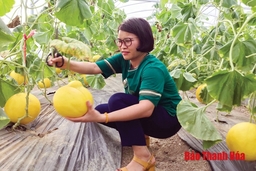 Phát triển cây dưa xứ Thanh