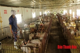 Toàn tỉnh có 1.530 cơ sở chăn nuôi lợn thực hiện tái đàn sau dịch bệnh tả lợn châu Phi