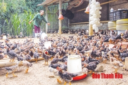 Phát triển chăn nuôi theo chuỗi
