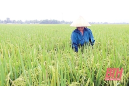 Tập trung phòng, trừ sâu bệnh trên lúa thời kỳ cuối vụ