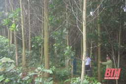 Huyện Như Thanh: Bảo vệ rừng tận gốc gắn với phòng cháy, chữa cháy rừng