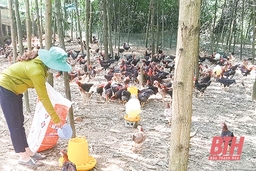 Hiệu quả mô hình liên kết chăn nuôi gà theo chuỗi ở Như Xuân