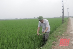 Sản xuất lúa chất lượng cao theo hướng hữu cơ gắn với tiêu thụ sản phẩm tại huyện Quảng Xương
