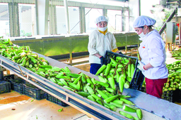 Đẩy mạnh tiêu thụ nội địa các sản phẩm nông nghiệp