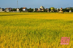 Khẩn trương hoàn thành chính sách bảo hiểm nông nghiệp