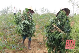 Tăng cường công tác phòng, chống bệnh khảm lá sắn