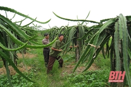 Thôn nghèo miền núi thành điển hình phát triển sản xuất trong xây dựng nông thôn mới