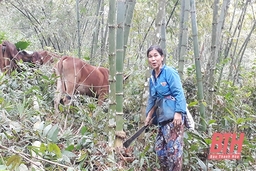 Xã Trung Tiến phát triển kinh tế rừng