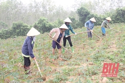 Hiệu quả hoạt động của các tổ hợp tác nông nghiệp