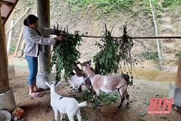 Khởi sắc Yên Khương
